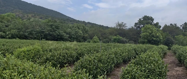 /uploads/image/2025/10/20/eb2e3108cc64c913552d900c0fb96d9c.jpg 640 (2)_副本.jpg