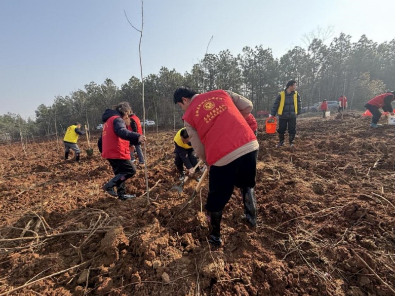 全椒县西王镇：三月春光好 植树正当时